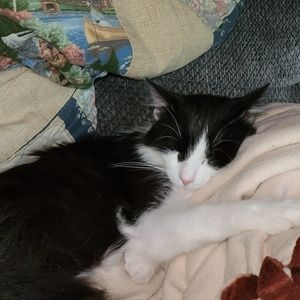 Meet your Posher, Shannon